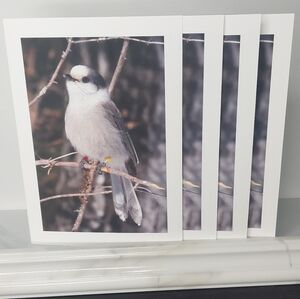 4 **Cuddly** Gray Jay Matte Finish Blank Photo Cards